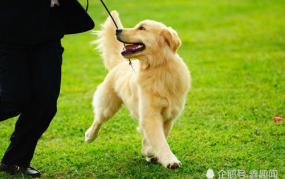 娱乐吃瓜酱金毛,吃瓜酱带你领略娱乐圈的欢乐瞬间