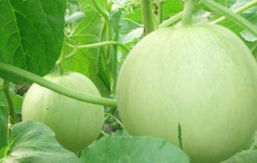 娱乐吃瓜频道有哪些名字,盘点那些让人欲罢不能的频道名称