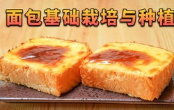 寺寺娱乐吃瓜,揭秘娱乐圈吃瓜背后的真相