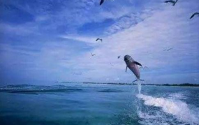 娱乐吃瓜酱飞鸟与鱼,娱乐吃瓜酱的甜蜜邂逅