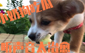 娱乐圈吃瓜小狗是谁啊,揭秘神秘“吃瓜群众”身份