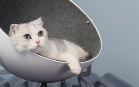 娱乐吃瓜酱改造猫窝,萌宠新居，趣味升级！